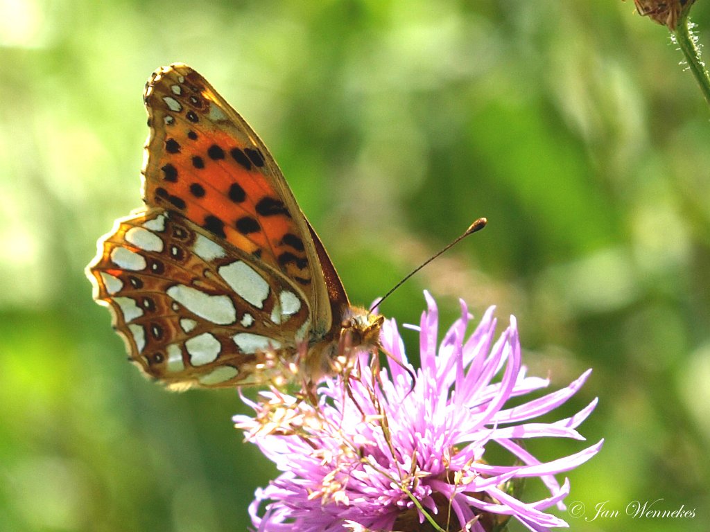 Kleine parelmoervlinder, Issoria lathonia.JPG